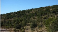 Atlas Cedar: A Climate-Resilient Solution for Iberian Forests?