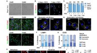 Subcellular Vesicles and Neural Stem Cell Regulation During Division