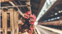 Bird Flu Detected on Additional US Farms: USDA Alerts Industry