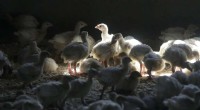Bird Flu Alert: US Farms on Guard After Recent Case