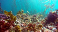 Kelp Forest Restoration: New Research Highlights Key Seafloor Factors