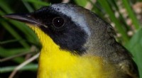 Yellowthroat Mate Selection: How Females Choose Partners