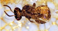 Extinct Bees Rediscovered in Ancient Tree Resin: New Species Identified
