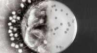 Novel Technique Enhances Directed Evolution in Microorganisms