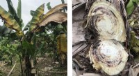Fusarium Threatens Banana Crops in Northern Vietnam