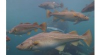 Predicting Fish Spawning Shifts Due to Climate Change: A New Model
