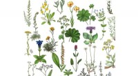 European Plant Conservation: 7-9% of Vascular Plants Globally Threatened