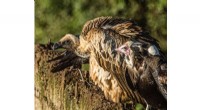 Ecological Shift: Declining Vultures & Rising Dog Populations Increase Disease Risks