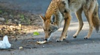 Coyote Safety: Understanding and Respecting Coyote Boundaries