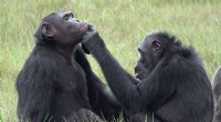 Chimpanzee Wound Care: Fascinating Insect-Based Healing in Gabon