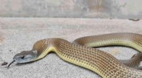 Ancient Origins of Australian Snakes: Sea Dispersal Confirmed