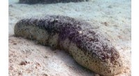 Protecting Tropical Sea Cucumbers in the Great Barrier Reef