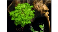 Plant-Based Smoke Detectors: A Novel Approach to Hormone Sensing