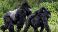 COVID-19 s Unexpected Benefit: Improved Health for Mountain Gorillas