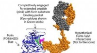 Engineered Antibody FuG1 Blocks SARS-CoV-2 Transmission: A COVID-19 Breakthrough