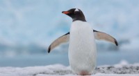How Penguin Poop Reveals Climate Change Impacts