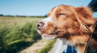 Preparing for a Dog: Essential Considerations Before Adoption