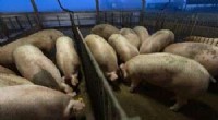 Arginine & Creatine Boost Pig Birth Weight: Research Findings