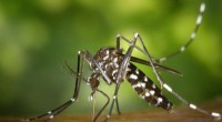 Invasive Mosquito Species Detected in Iowa – Is Your County Affected?