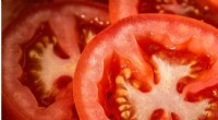 SlIDI1 s Role in Tomato Carotenoid Synthesis: A Novel Molecular Mechanism
