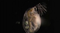Pollution s Legacy: Epigenetic Effects Persist Through Generations in Water Fleas