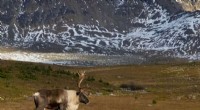 Genetic Factors Driving Caribou Migration Patterns in Rocky Mountains