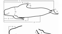 Understanding New Zealand Pilot Whale Biology: Morphological Insights