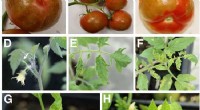 Understanding and Managing Tomato Brown Rugose Fruit Virus (ToBRFV)
