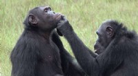 Chimpanzee Wound Care: Unexpected Healing Behavior in Gabon
