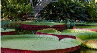Giant Amazon Water Lilies: Engineering Secrets of Nature s Largest Leaves