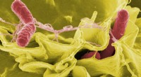 How Bacteria Evade the Immune System: A New Discovery