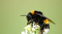 Bumblebee Genes Key to Climate Change Adaptation Discovered
