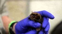 Genomic Surveillance: Preparing for Rabies Outbreaks in Bats
