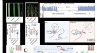 Genome Editing Creates Disease-Resistant Wheat Without Growth Impact