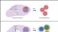 Metabolic Regulation of Killer Cell Production: A New Discovery