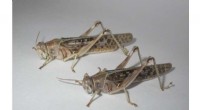 Locust Swarms: Understanding the Science Behind Destructive Behavior