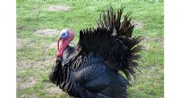 Turkeys Evicted from NASA Ames Research Center Due to Destructive Behavior