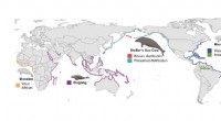 Steller s Sea Cow Genome Sequencing Reveals Insights into Ice Age Marine Mammals