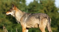 Genetic Bottleneck in Scandinavian Wolves: Inbreeding Effects & Population History