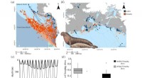 Male Elephant Seals: Risky Foraging for Mate Success