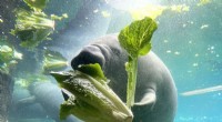 Florida Manatee Rescue: Innovative Seagrass Nursery Offers Hope