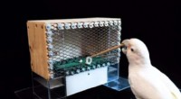 Cockatoos Demonstrate Advanced Tool Use, Challenging Primate-Only Beliefs
