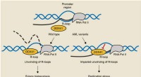 R-Loops and DNA Damage: A Potential Link to Disease Development