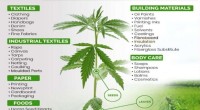 Hemp: The Resurgent Cash Crop - Research & Potential