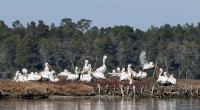 Climate Change Impacts Albanian Migratory Bird Populations