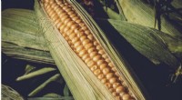 Dicamba in Sweet Corn: New Research on Safe Application