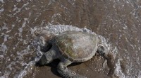 Plastic Pollution Crisis: Turtles in UAE Die from Ingested Debris
