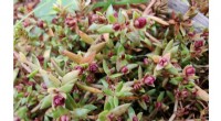Aculus crassulae: A Natural Biological Control for Australian Swamp Stonecrop in UK & Europe