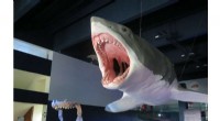 New Research Challenges Megalodon Size and Shape Theories