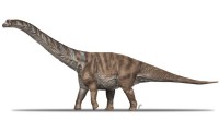New Titanosaur Dinosaur Species Discovered in the Pyrenees